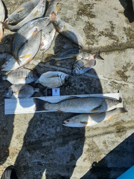 Fish Measure Picture
